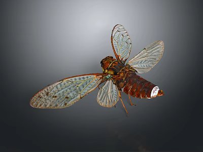 Detailed Cicada With Transparent Wings Red Eyes And Intricate Body Texture 3d model