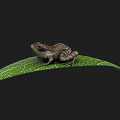 Detailed Brown Frog Sitting On Green Leaf With Visible Veins And Yellow Eyes