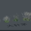 Garden Landscape Design With Different Sizes Stipa grandis Grasses For Natural Beauty