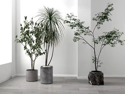 Potted Bonsai Plants In Various Pots With White Walls And Wooden Floor 3d model