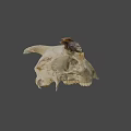 Ancient Cow Skull Specimen At Australian National University Archaeology Research