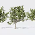 Modern Tree Landscape Tree Garden Tree Big Tree 3d model