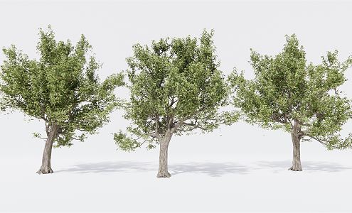 Modern Tree Landscape Tree Garden Tree Big Tree 3d model