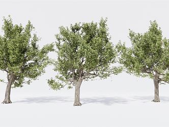 Modern Tree Landscape Tree Garden Tree Big Tree 3d model