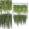 Hanging Bonsai Potted Plants with Lush Green Trailing Leaves and Dense Foliage
