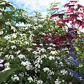 Lush Mixed Flowers in Garden with White Blooms Red Leaves and Blue Petals