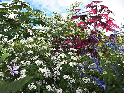 Lush Mixed Flowers in Garden with White Blooms Red Leaves and Blue Petals 3d model