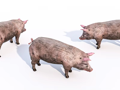 Modern Pig Animals 3d model
