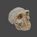 Ancient Human Skull Displayed Against Blue Background With Detailed Bone Structure
