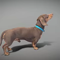 Playful Brown Dachshund Looking Up With Blue Collar On Gray Background 3d model