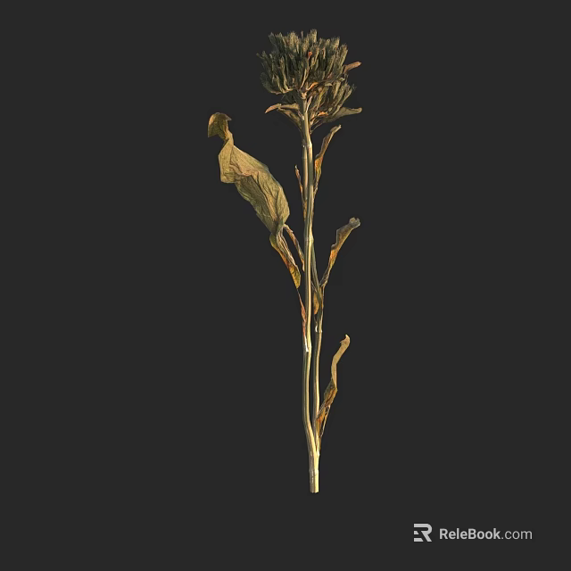 Dried Floral Plant with Slender Stem Dried Leaves and Top Flower Stem on Black Background 3d model 