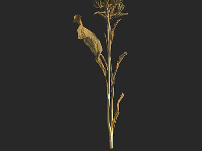 Dried Floral Plant with Slender Stem Dried Leaves and Top Flower Stem on Black Background 3d model