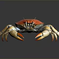 Red Orange Shell Crab With White Claws And Legs Marine Aquatic Animal