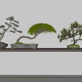 Various Bonsai Plants Displayed On Shelf With Different Shapes And Green Foliage