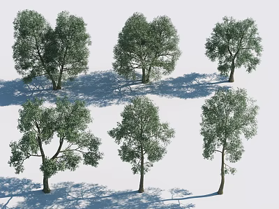 Different Shapes of Arbor Trees with Lush Green Foliage and Natural Shadows 3d model