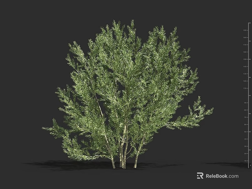 Lush Green Shrub With Multiple Stems And Lush Foliage Detailed 3D Model For Landscape Design 3d model 