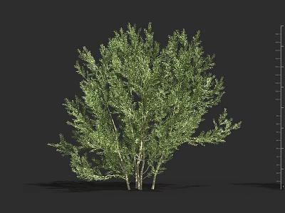 Lush Green Shrub With Multiple Stems And Lush Foliage Detailed 3D Model For Landscape Design 3d model