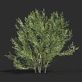 Lush Green Shrub With Multiple Stems And Lush Foliage Detailed 3D Model For Landscape Design