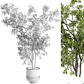 Decorative Potted Garden Accents With Green Leafy Trees and Lush Branches
