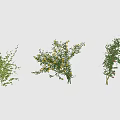 Various Types of Green Vines With Leaves and Yellow Flowers for Home and Garden Decoration