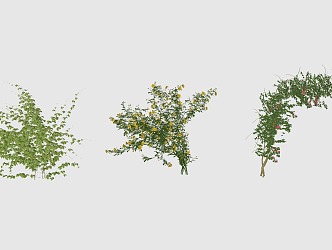 Vine, trumpet, rose 3d model