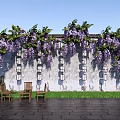 Blooming Wisteria Vines Over Ancient Wall With Hanging Lanterns And Wooden Chairs On Stone Pavement