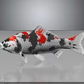 Vibrant White Red And Black Koi Fish With Glossy Scales On Reflective Surface