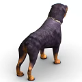 Black and Tan Rottweiler Dog With Chain Collar Standing In Fierce Expression