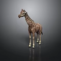 Brown And White Spotted Giraffe With Long Neck Standing Against Dark Background