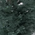 Different Shaped Green Evergreen Coniferous Trees with Lush Foliage and Natural Growth