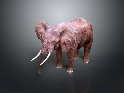 Realistic 3D Elephant Model With White Ivory Tusks On Dark Background 3d model