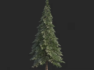 Tall Evergreen Arbor with Dense Green Foliage and Strong Straight Trunk 3d model