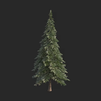 Tall Evergreen Arbor with Dense Green Foliage and Strong Straight Trunk 3d model