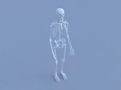 Anatomical Human Skeleton Model Showing Detailed Arm and Leg Bone Structures 3d model