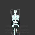 Human Skeleton Model Showing Detailed Highlighted Anatomical Chest Organs Structure