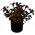 Red Leaf Houseplant in Black Pot with Vibrant Foliage for Indoor Decor