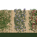Vine Plants With Red And Purple Flowers Covering Wooden Fence On Green Lawn Under Blue Sky
