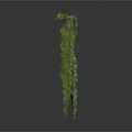 Hanging Green Vines With Dense Leafy Foliage For Indoor Decoration