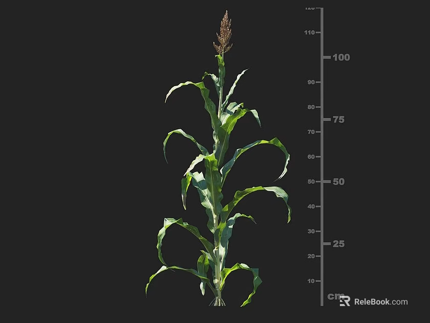 Corn Plant With Measured Height Using Centimeter Scale Ruler In Growth Stage 3d model 