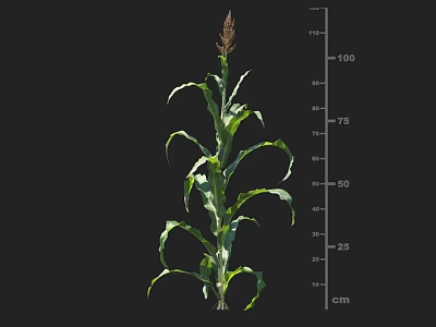 Corn Plant With Measured Height Using Centimeter Scale Ruler In Growth Stage 3d model