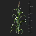 Corn Plant With Measured Height Using Centimeter Scale Ruler In Growth Stage