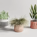 Varied Potted Plants With Geometric Pattern Textured And Solid Color Planters
