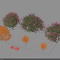 Crape Myrtle Trees With Orange And Pink Blooms For Ornamental Garden Landscape