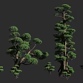 Tall Arbor 3D Models With Different Sizes Lush Foliage And Trunk Details