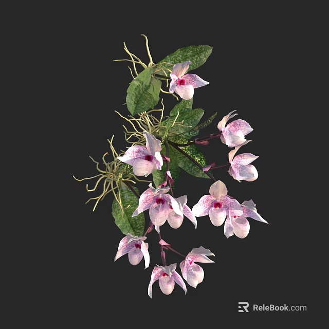 Pink and White Orchids with Green Leaves and Trailing Roots 3d model 