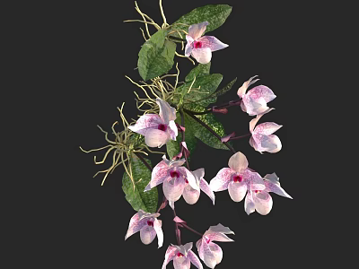 Pink and White Orchids with Green Leaves and Trailing Roots 3d model