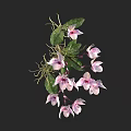 Pink and White Orchids with Green Leaves and Trailing Roots
