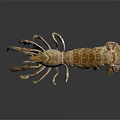 Aquatic Animal Lobster with Brown Shell Large Claws and Long Antennae in 3D Model