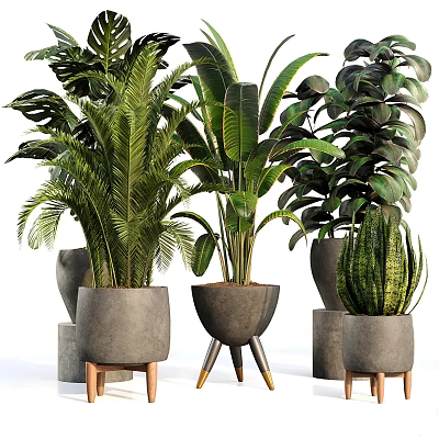Various Lush Green Potted Plants With Concrete Pots And Wooden Metal Stands 3d model