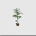Potato Plant With Green Leaves White Flowers And Underground Tubers Growth